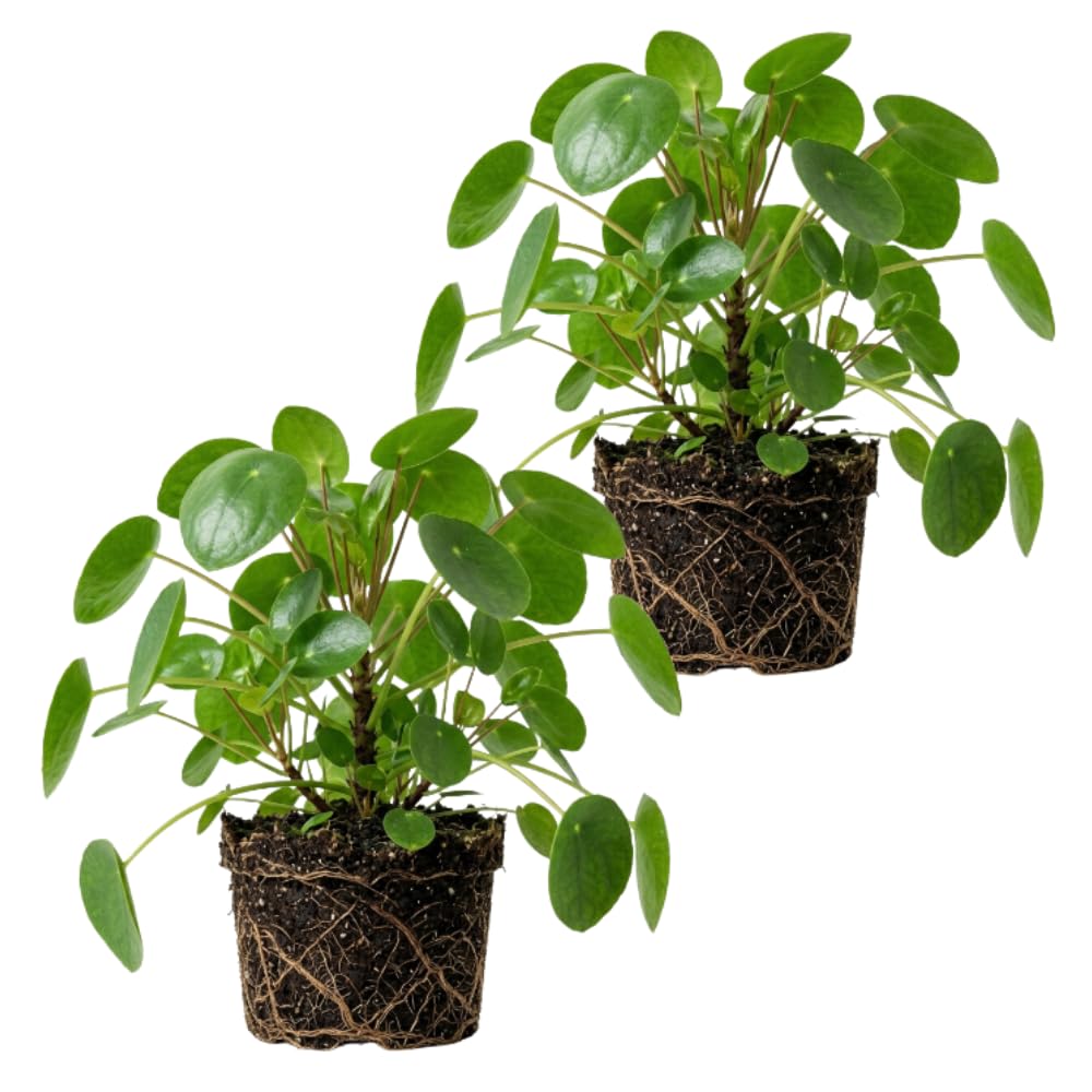 Pack of 2 Money Plants Live, Pilea Peperomioides Plant Live, Pilea Plant Live, 4-6 Inc Tall, Easy Care Indoor Houseplant for Home and Office Decor
