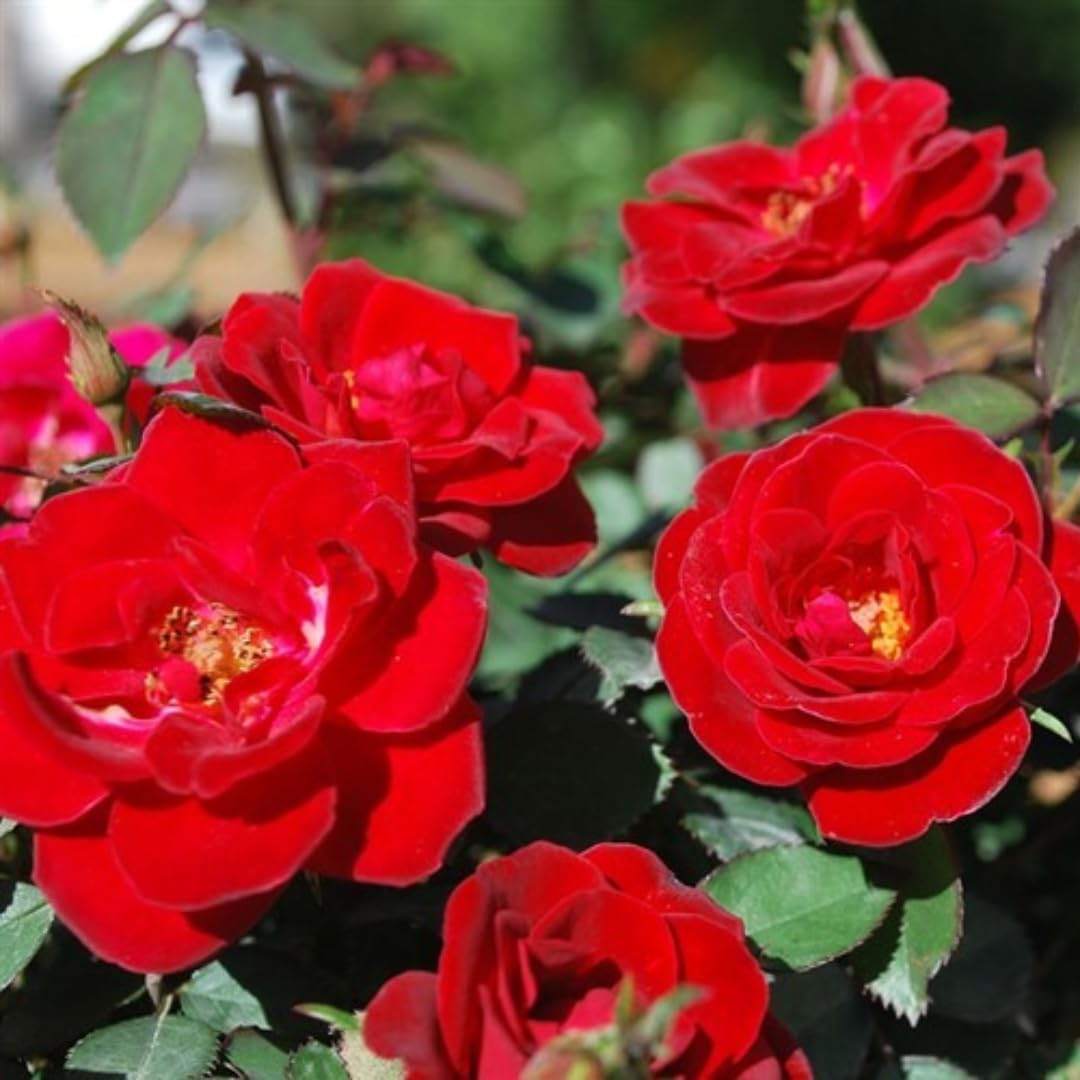 Rose Live Plant for Planting, Fragrant Hybrid Rose Bush, 5-10” Tall, Ready to Grow Flowering Shrub for Outdoor Garden, No Pot (Red Rose)
