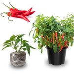 Set 4 Assorted Pepper Live Plants, 90 Days Old Super Pepper Live Plant for Summer Planting (Red Long Thin)