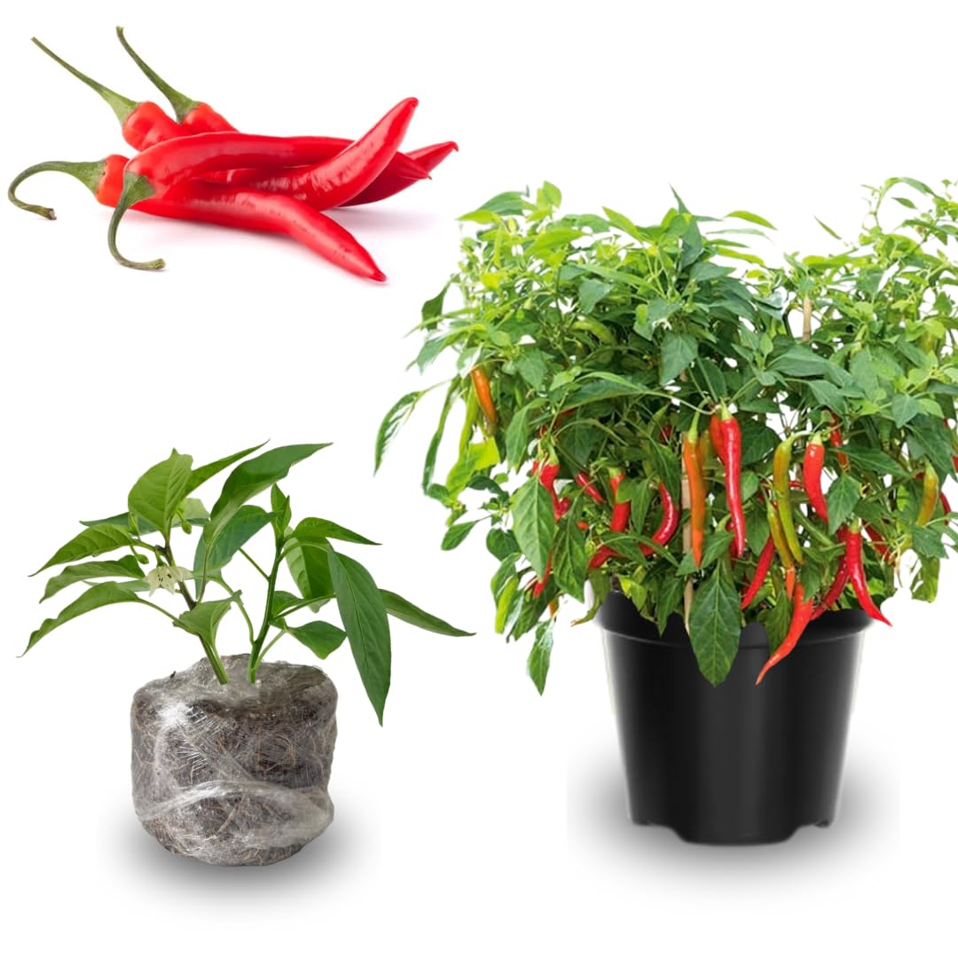 Set 4 Assorted Pepper Live Plants, 90 Days Old Super Pepper Live Plant for Summer Planting (Red Long Thin)
