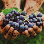 10 Black Grape Cuttings for Planting, Grape Vine Plant, Sweet Fruit Garden, 6 to 8'' Tall Cuttings