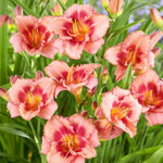 Set 10 Strawberry Daylily Bulbs for Planting, Hardy Perennial Lily Roots for Colorful Summer Blooms