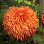 Chrysanthemum Flower Plant, Dark Orange Mums Plant Live for Gardening Outdoor, 5 to 7 Inc Tall Chrysanthemum Plants Live, No Pot Mum Live Plant