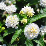 Pack 2 Lantana Live Plants for Planting, Hardy Perennial Lantana Bushes Well Rooted 4-7 Inches, Assorted Blooms (White Flowers)