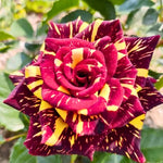 Rose Plant Live, Rose Bush Live Plant, Fragrant Flowers Ready to Plant, 5-9 Inch Height, Well-Rooted, No Pot (Stripe Rose)