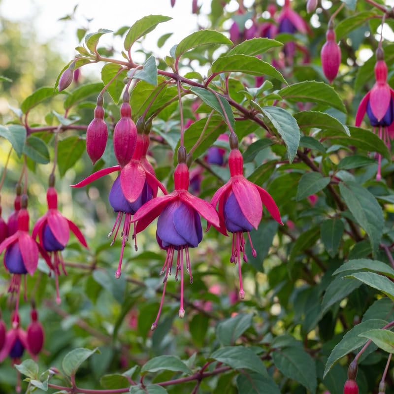Set 2 Purple Fuchsia Plants Live 2-5 Inches Tall, Colorful Hanging Flower Plants for Patio, Garden and Containers