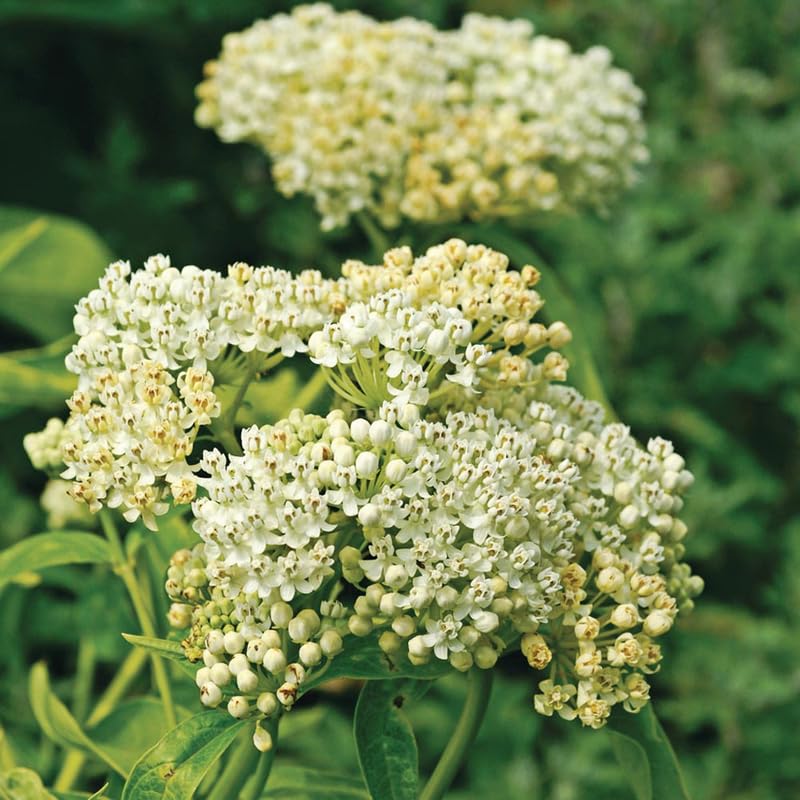 2 White Milkweed Plants Live, Tropical Butterfly Milkweed 4-8 Inches, Perennial Milkweeds Flowers Well Rooted Container or Outdoor Growing