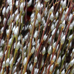Pussy Willow Plants Live Tree in 2.5 Inch Pot, Home Décor, Ornamental Shrubs, Can Grow As Branches for Vase, Outdoor Planting