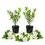 2 Frostproof Jasmine Live Plants, Fragrant Flowering Shrubs, 4-6" Tall