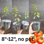 2 Live Persimmon Trees Plants, 1 Year Old Seedling, 8-12 Inches Tall for Indoor and Outdoor Planting Zones 7-10