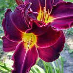 Pack 3 Daylily Bulbs for Planting, Hardy Perennial Flower with Vibrant Blooms, Reblooming Daylilies Bulbs for Garden Borders and Containers