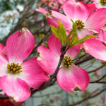Dormant Dogwood Tree Live Plant, 9 Months Old 6-12 Inch Tall in Quart Pot, Dogwood Tree Potted, Perennial, Well Rooted Plants, Cold Hardy (Pink)