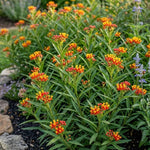 3 Red Milkweed Plant Live, Asclepias Tuberosa Butterfly Bush, 4-8"