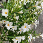 2 White Mandevilla Plants Live, Trailing Mandevilla Vine for Outdoor Planting, 4-6 Inch Tall Live Flowering Vine for Trellis or Containers