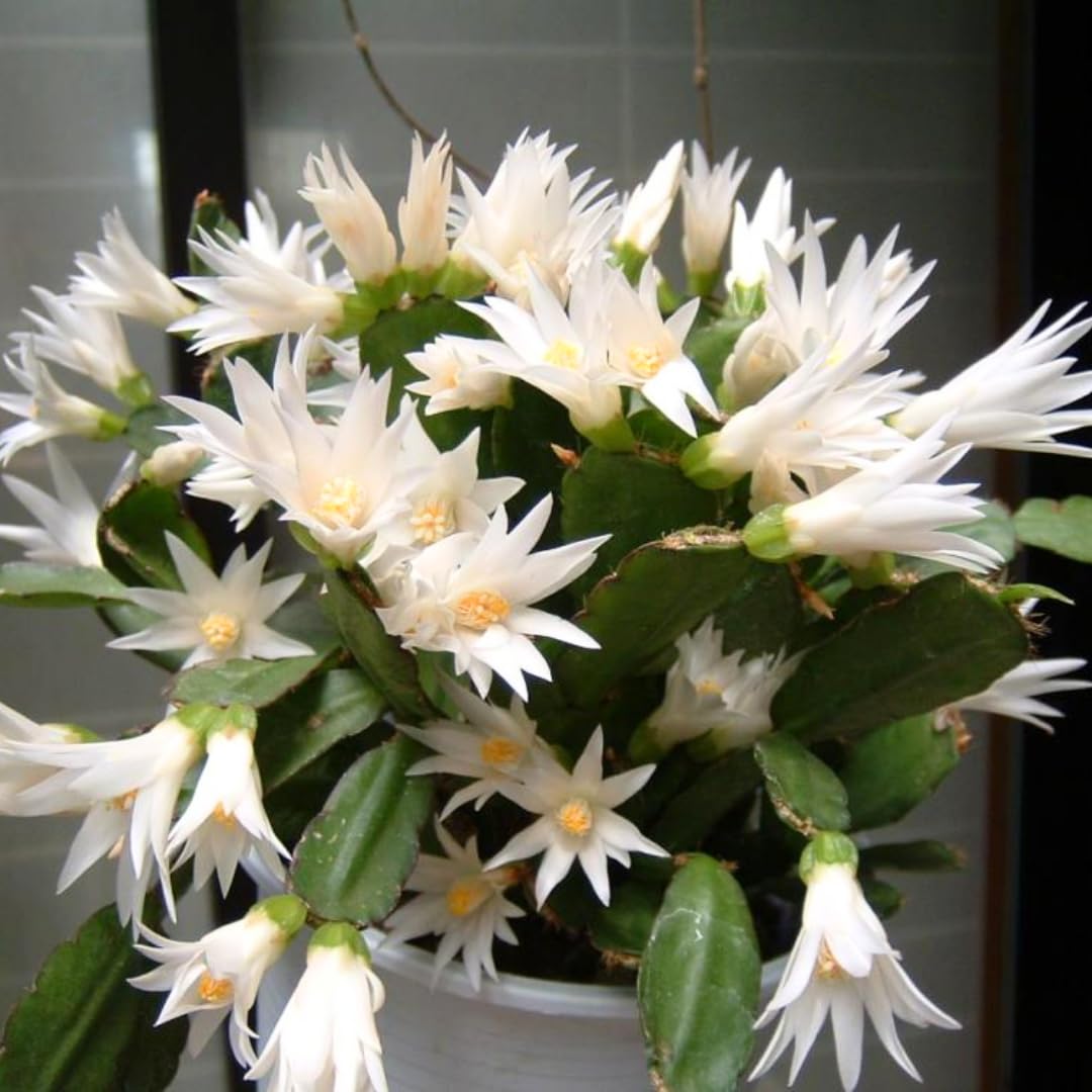 Easter Cactus Plants Live, Spring Bloom, Cold Hardy, 5-9" in Tall, No Pot, Starter Holiday Cactus Plant for Indoor Outdoor Houseplants (White)