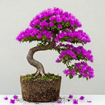 Sets 3 Climbing Bougainvillea Plants Live for Full Sun Trellis Tree, Shrub or Vine Bougainvillea Vibrant Bloom, Very Hardy, 5-9" Tall, Bright Purple