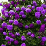Purple Climbing Rose Live Starter Plant, Fragrant Purple Rose Ready to Plant, Climbing Rose for Planting Outdoor, No Pot, 1 Year Old Rose Plant