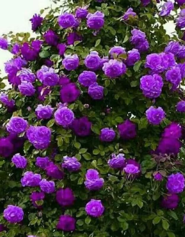 Purple Climbing Rose Live Starter Plant, Fragrant Purple Rose Ready to Plant, Climbing Rose for Planting Outdoor, No Pot, 1 Year Old Rose Plant