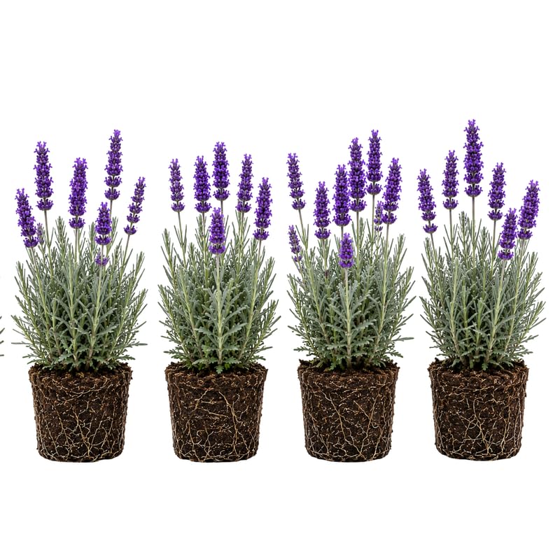 4 Phenomenal Lavender Plants Live, Fragrant Lavender Herb for Garden, Patio Containers and Indoor Décor, 4-7 Inches Tall