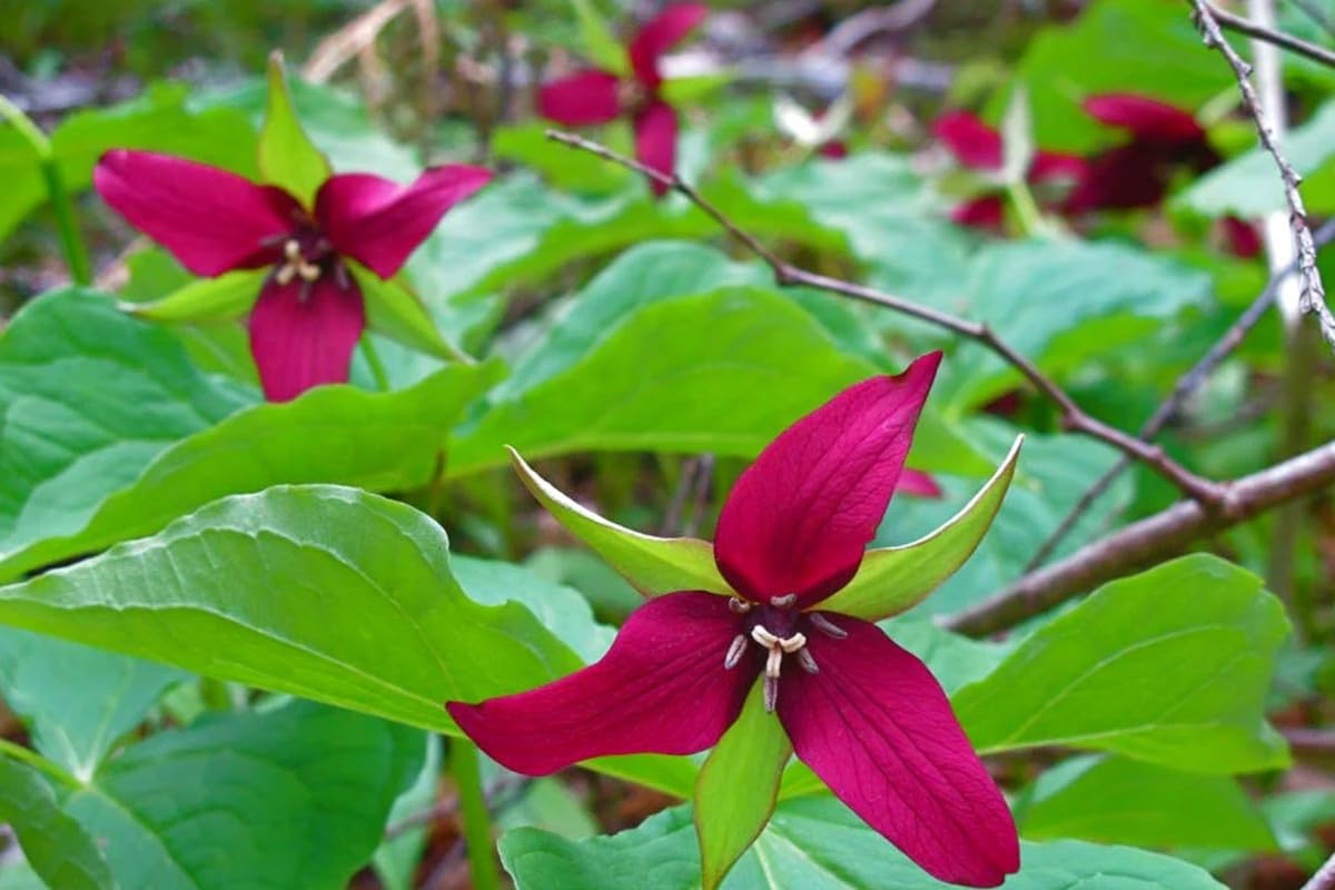 20 Trillium Roots, Mix Trillium Bulbs, Trillium Flower Bulbs, Yellow Red White Trillium Flower Bulbs for Gardening, Large Roots, Easy to Plant