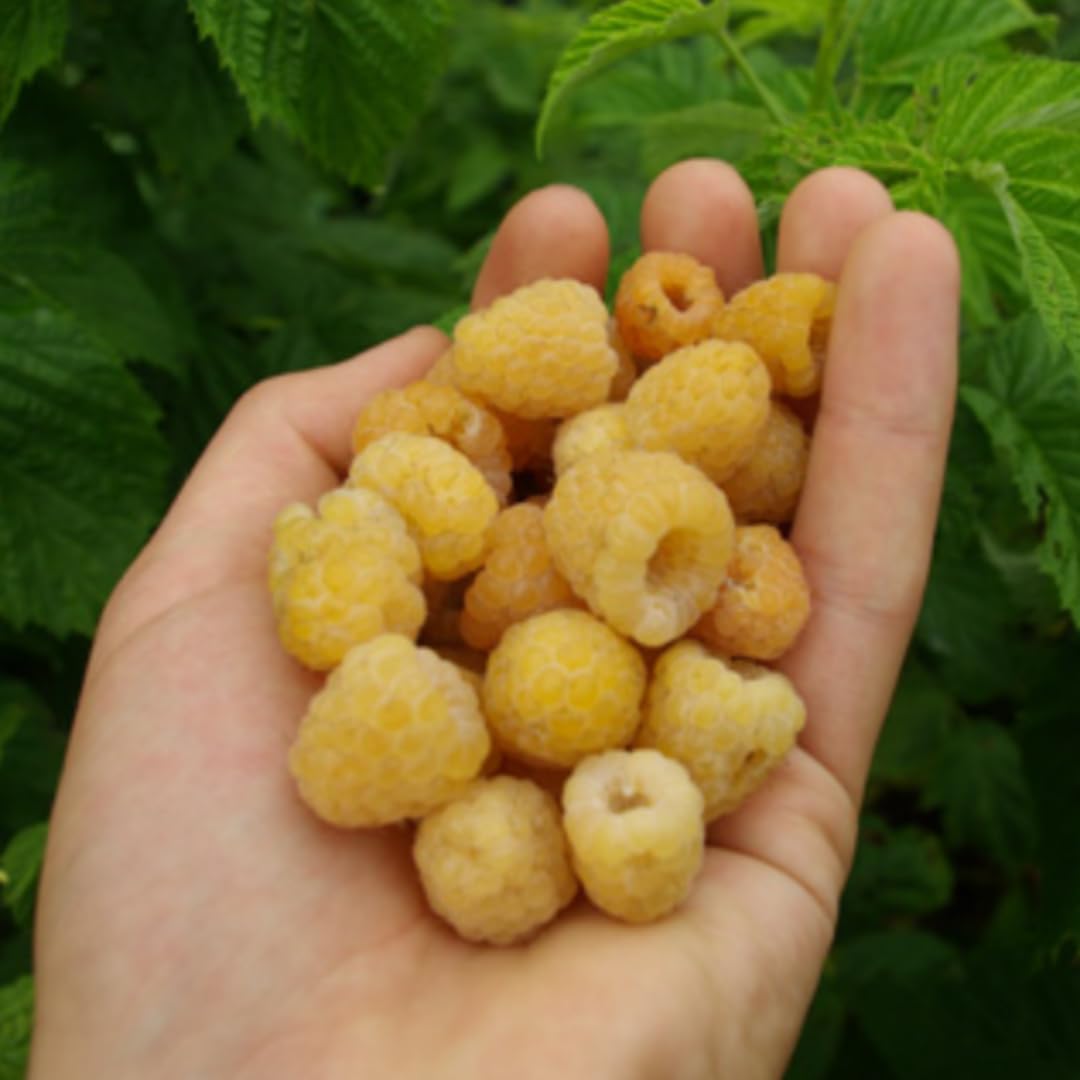 4 Hardy Raspberry Trees Live Plants, Purple Everbearing Raspberries Bushes Plants 5 to 10 Inc Tall, Well-Rooted, No Pot, Sweet Flavor (Yellow Fall Gold)