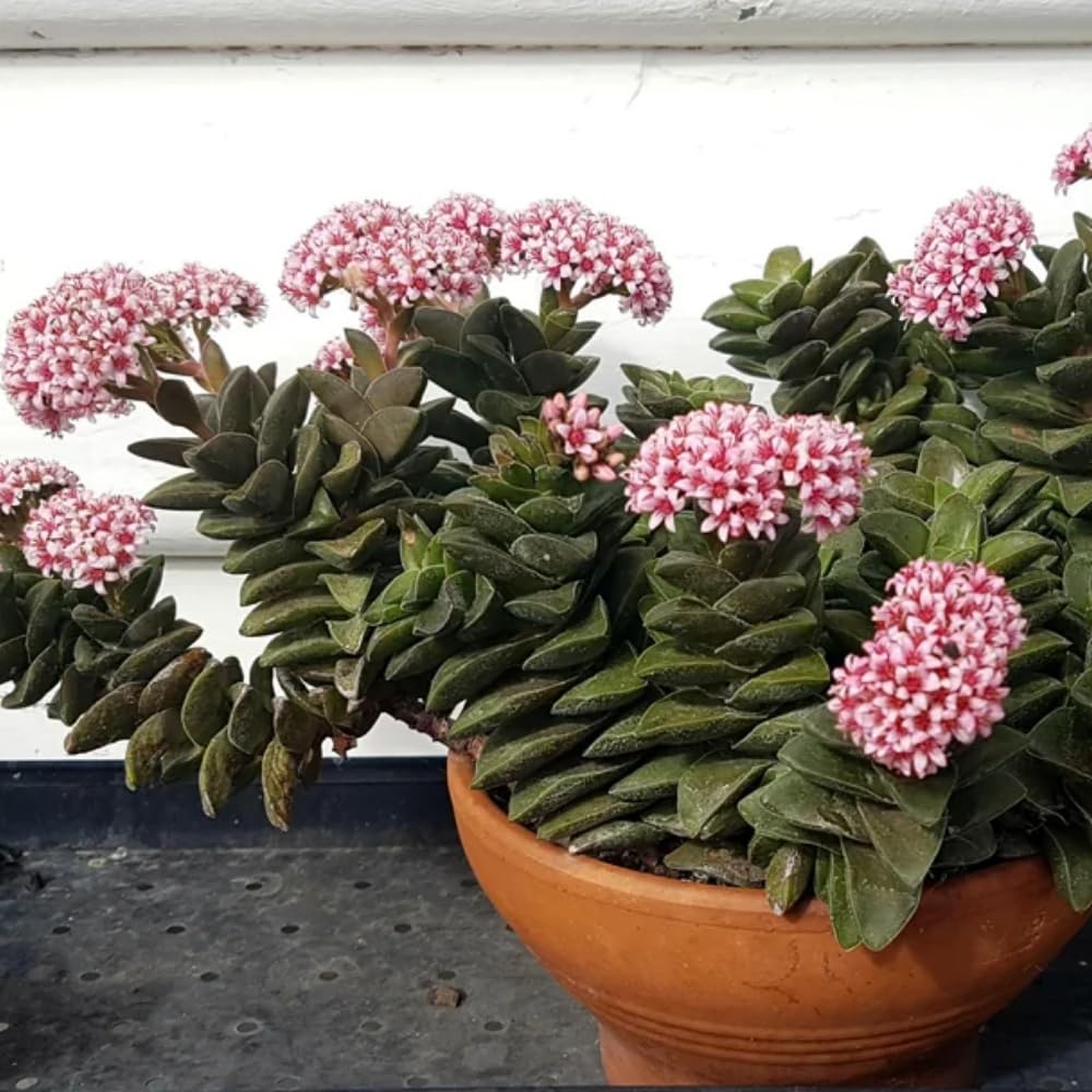 Crassula Plant Live, Crassula Succulent Plant, Pink Flower, Trailing Plants for Indoor Planting