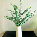 Eucalyptus Plant Live, Baby Blue Eucalyptus Tree Live, 4 to 7 Inches Tall, Cold Hardy Eucalyptus Starter Plant for Indoor Outdoor Planting