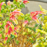 2 Live Shrimp Plants, Shrimp Flowering Plant 4 to 6 Inch Tall, Indoor Outdoor Garden Growing