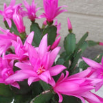 Pink Easter Cactus Plant Live, Holiday Easter Cactus Plant, 2 Inc Pot, Spring Bloom, Easy Care Houseplant, Indoor Outdoor Growing