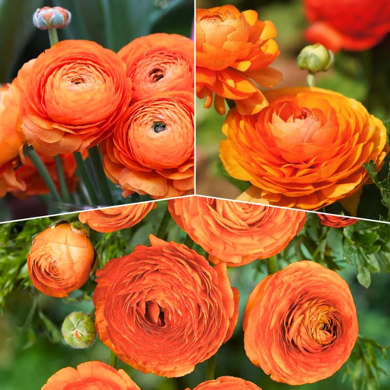 Pack of 30 Ranunculus Bulbs for Spring Planting, Ranunculus Bulbs for Planting, Spring Blooms Vibrant Perennial Bulbs for Garden Borders (Orange Ranunculus)