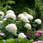 Reblooming Hydrangea Flowers, Hardy Hydrangea Plant Live Bush Shrub, 5-8" Tall Well-Rooted for Garden, Change Colors (White)