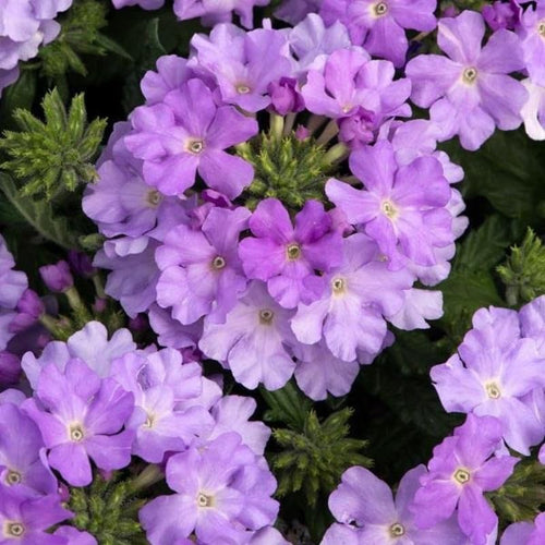 2 Light Lavender Verbena Plants Live, Perennial Ground Cover or Trailing Bushes Shrubs, 5-9 Inches Tall, Verbena Flower for Planting