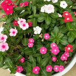 3 Vinca Flowers Plants Live, Minor Periwinkle Live Plants for Outdoor Planting, Assorted Bloom in 4 Inches Pot, Can Grow as Trailling Plant