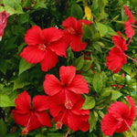 2 Red Hibiscus Tree Live Plant, Hardy Hibiscus Plants Live, 8 to 11 Inches, Hibiscus Shrub Tree for Garden