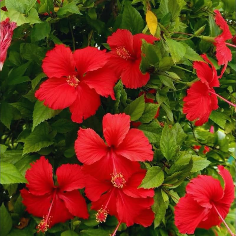 2 Red Hibiscus Tree Live Plant, Hardy Hibiscus Plants Live, 8 to 11 Inches, Hibiscus Shrub Tree for Garden