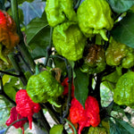 Set 2 Carolina Reaper Pepper Chili Plants, Hot Red Peppers Plant Live, 120 Days Old Pepper for Planting