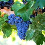 Bluish-Black Seedless Grape Vines Live Plants for Planting, 5-10" Grape Tree for Outdoor Garden, Dormant in Winter, Cold Hardy, Sweet Flavor