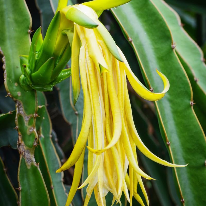 2 Dragon Fruit Plants Live, Live Yellow Dragon Fruit Plant, 4 to 7 Inches Tall, Sweet Fruit Plant, Dragon Fruit Live Plant, Dragon Fruit Starter Plant, Dragon Fruit Well Rooted