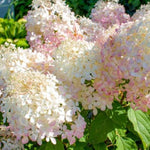 Bicolor Hydrangea Live Plant in 2.5'' Pot, Hydrangea Bush Shrub Vibrant Blooms, Outdoor Garden, Ready to Grow