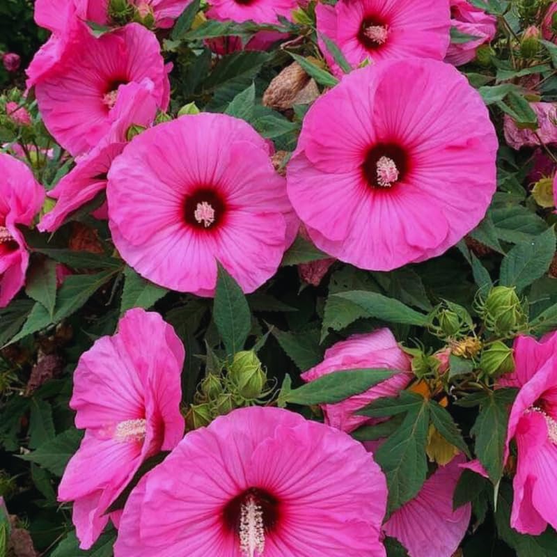 Hardy Hibiscus Plant Live, Pink Hibiscus Tree Live Plant, 5 to 7 Inches Tall Live Plant, Perennial Hibiscus Flower Planting