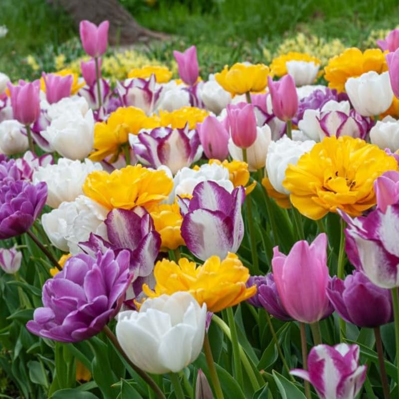 Tulip Bulbs for Planting, 20 Rembrandt Tulip Bulbs Mixed Colors, Ready to Grow Perennial Tulips