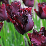 10 Tulip Bulbs for Spring Planting, Tulip Bulbs for Fall Planting, Flower Bulbs, Zones 3-8 (Black Parrot)