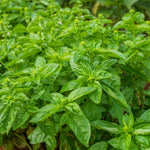 Set of 2 Basil Plants Live in 4 Inc Potted, Live Sweet Basil Plants, Basil Plant Pot, 4 and 6 Inc Long Plant