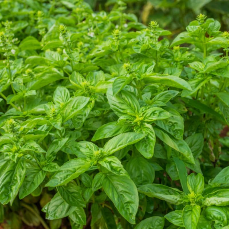 Set of 2 Basil Plants Live in 4 Inc Potted, Live Sweet Basil Plants, Basil Plant Pot, 4 and 6 Inc Long Plant