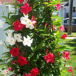 4 Mix Mandevilla Plants Live, Trailing Mandevilla Vine for Outdoor Planting, 4-6 Inch Tall Live Flowering Vine for Trellis or Containers