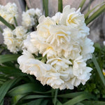 20 Daffodil Bulbs for Fall Planting, Spring-Blooming Narcissus Bulbs, Bulk Top Size Bulbs for Gardens, Borders and Flowerbeds Planting (Double Daffodil Bulbs)