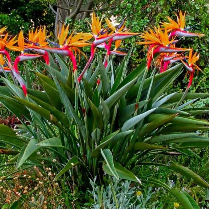 Orange Bird of Paradise Plant Live, 5 to 7 Inches Tall, Bird of Paradise Live Plant, Tropical Plants Outdoor