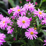 Live Aster Plant for Planting, Vibrant Pink Blooms 4-9 Inch Tall, Hardy and Perennial Aster, Ideal for Container and Outdoor Growing