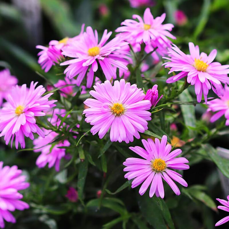 Live Aster Plant for Planting, Vibrant Pink Blooms 4-9 Inch Tall, Hardy and Perennial Aster, Ideal for Container and Outdoor Growing