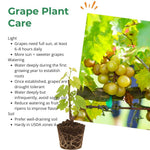 Bronze Grape Vine Live, 5-9" Tall Well-Rooted for Outdoor Gardens, Hardy Grape Fruit Perennial, No Pot